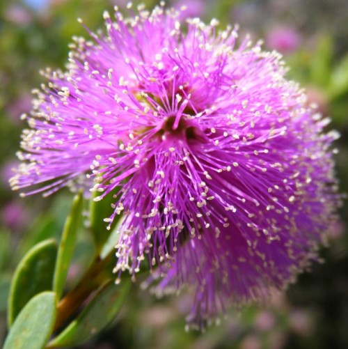 Honey Myrtle Essential Oil 5